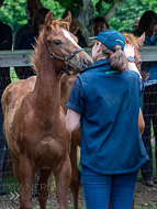 KS300622-24 - Cupboard Love's foal by Territories